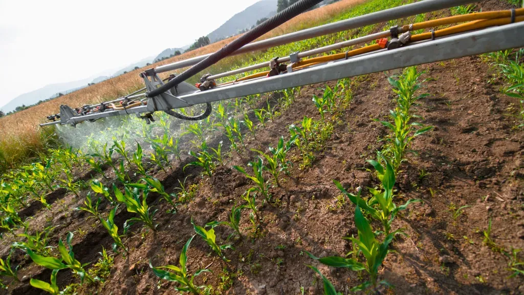 Nawożenie przedsiewne fosforem i potasem